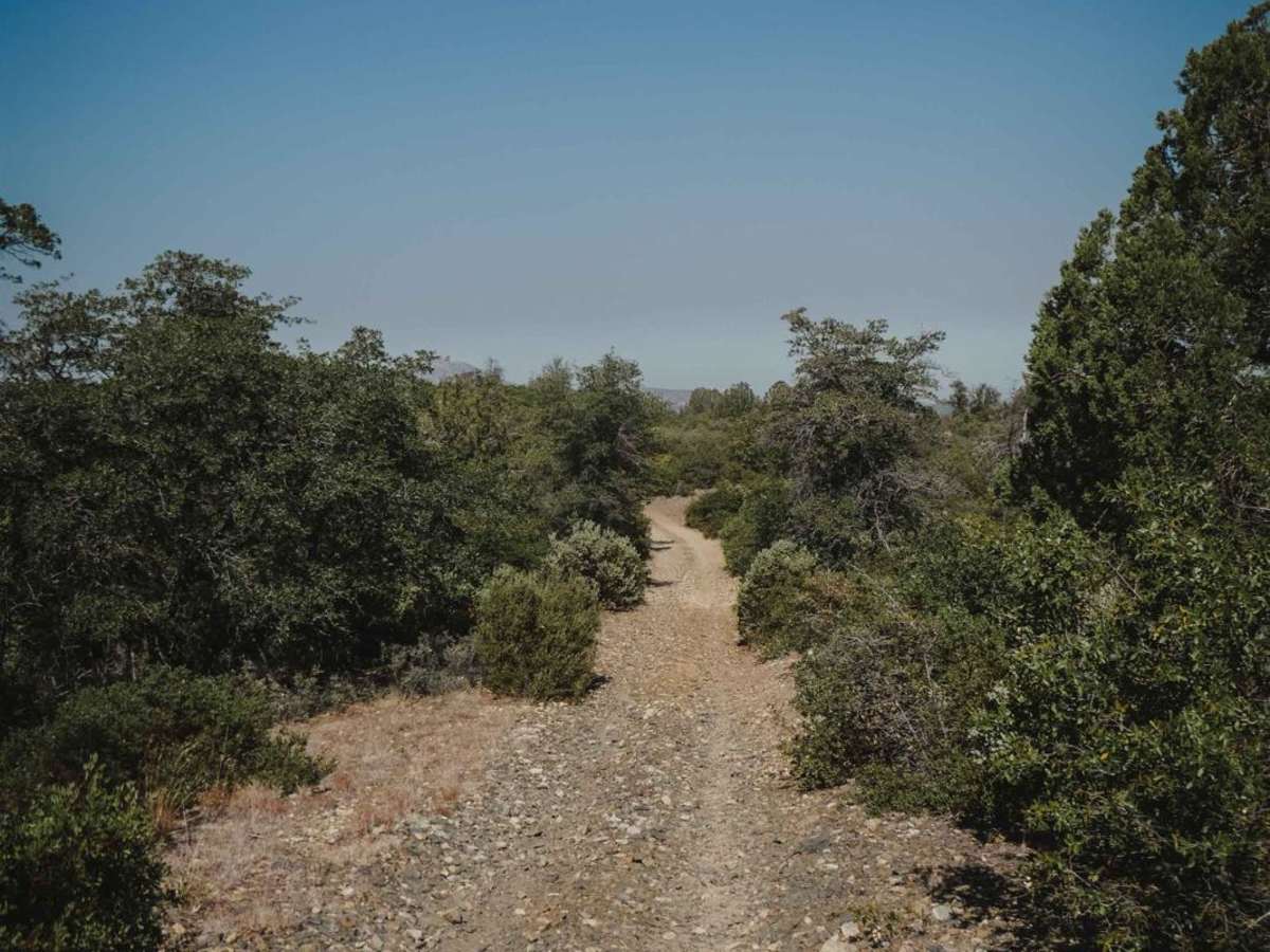 Ponderosa trail photo