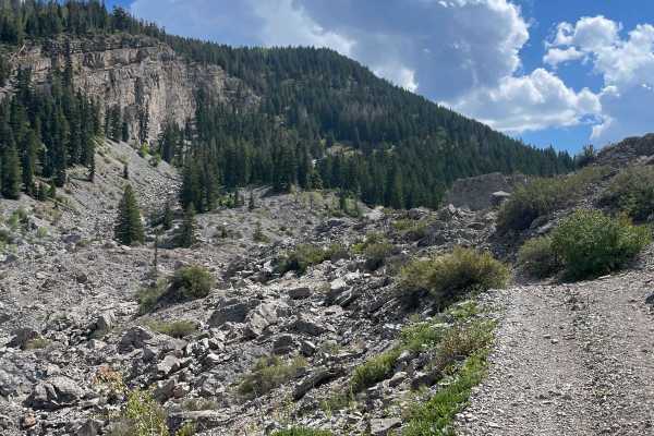 South Fork Weber - FR 031