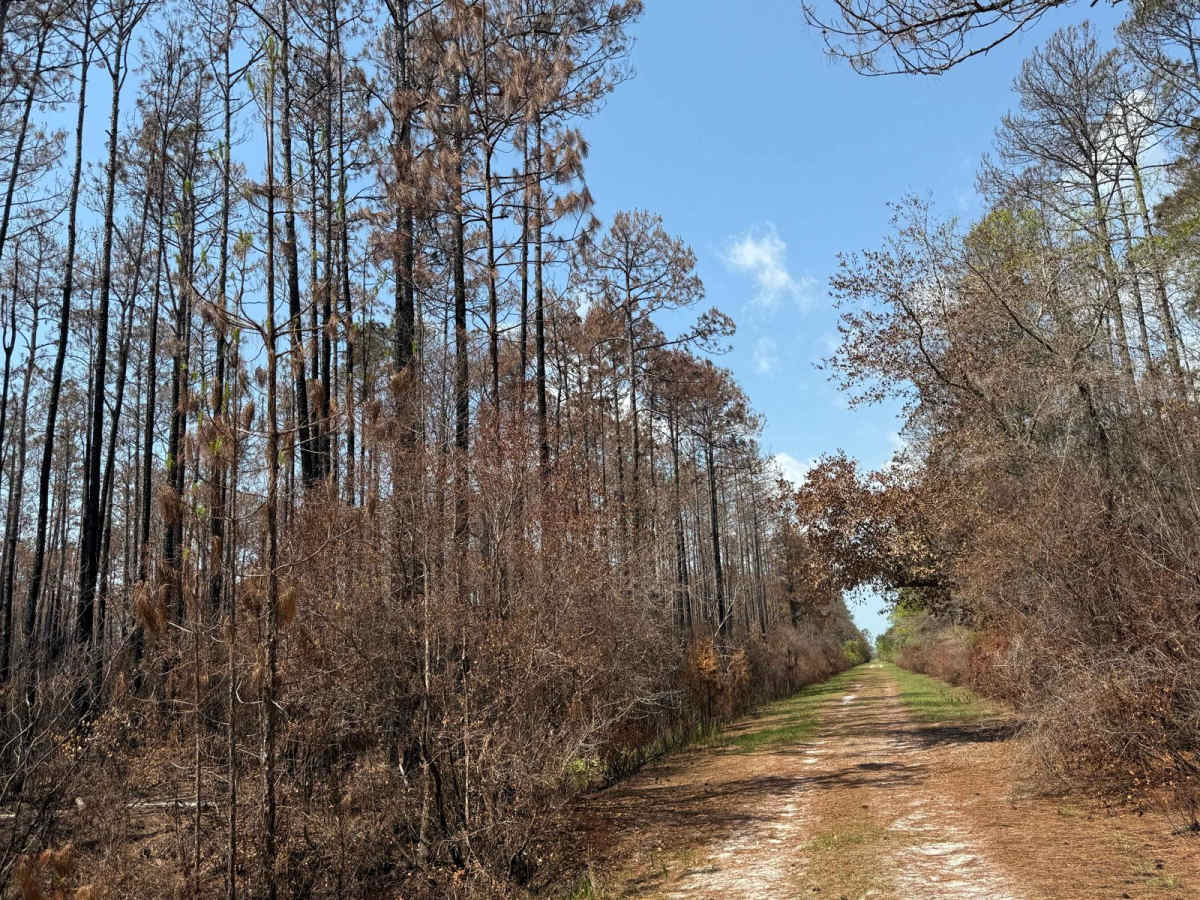 SFR 4 trail photo
