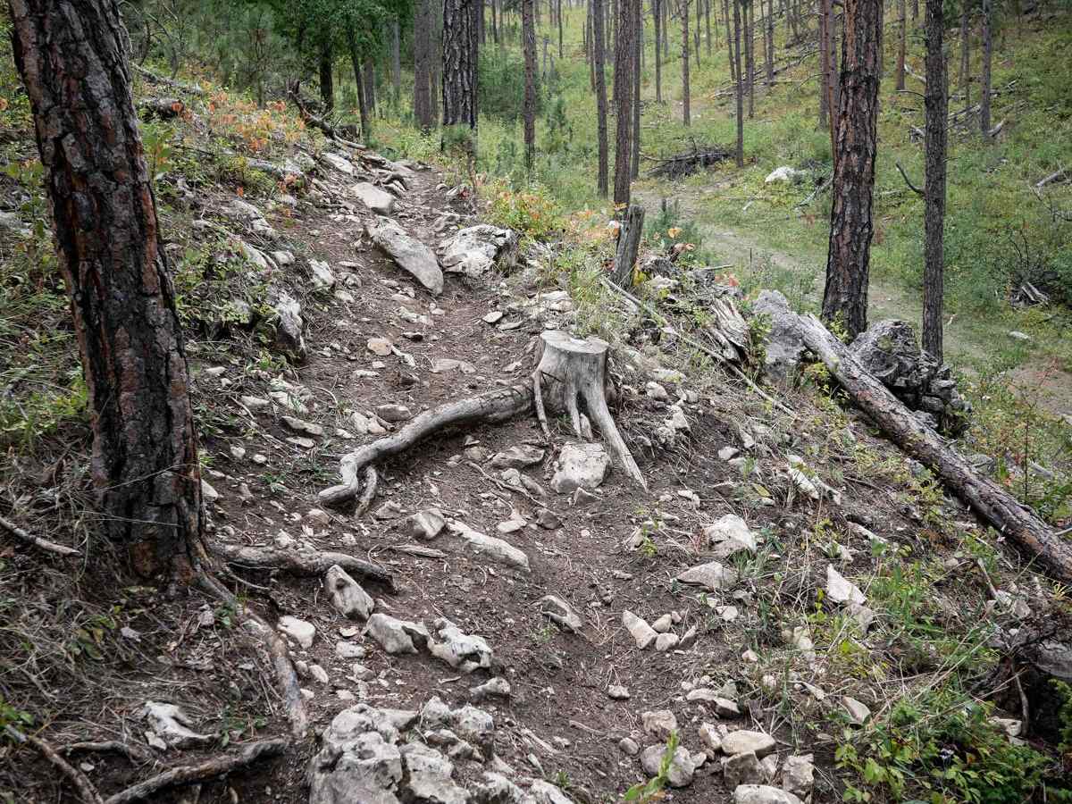 Loamy Loop Lollipop Stem trail photo