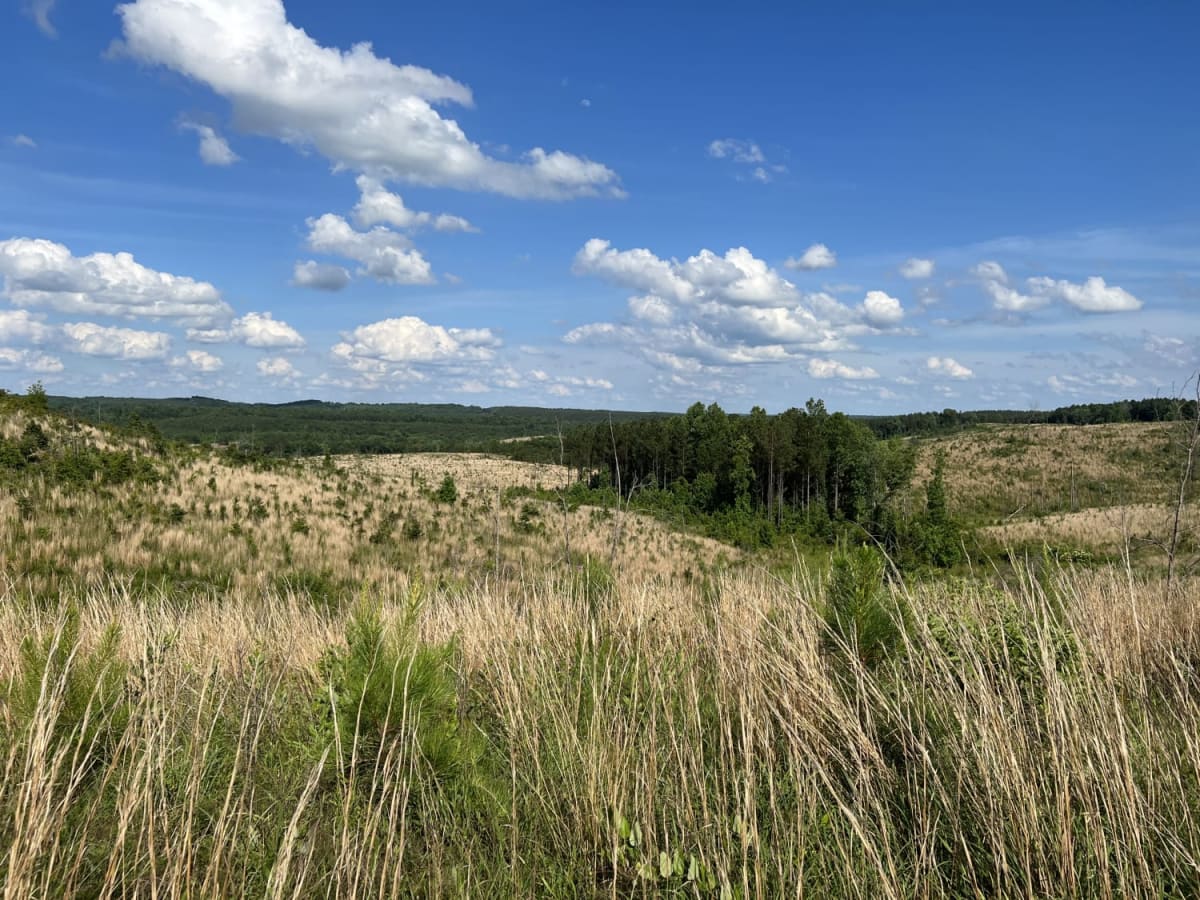 Fork Creek Road photo 4