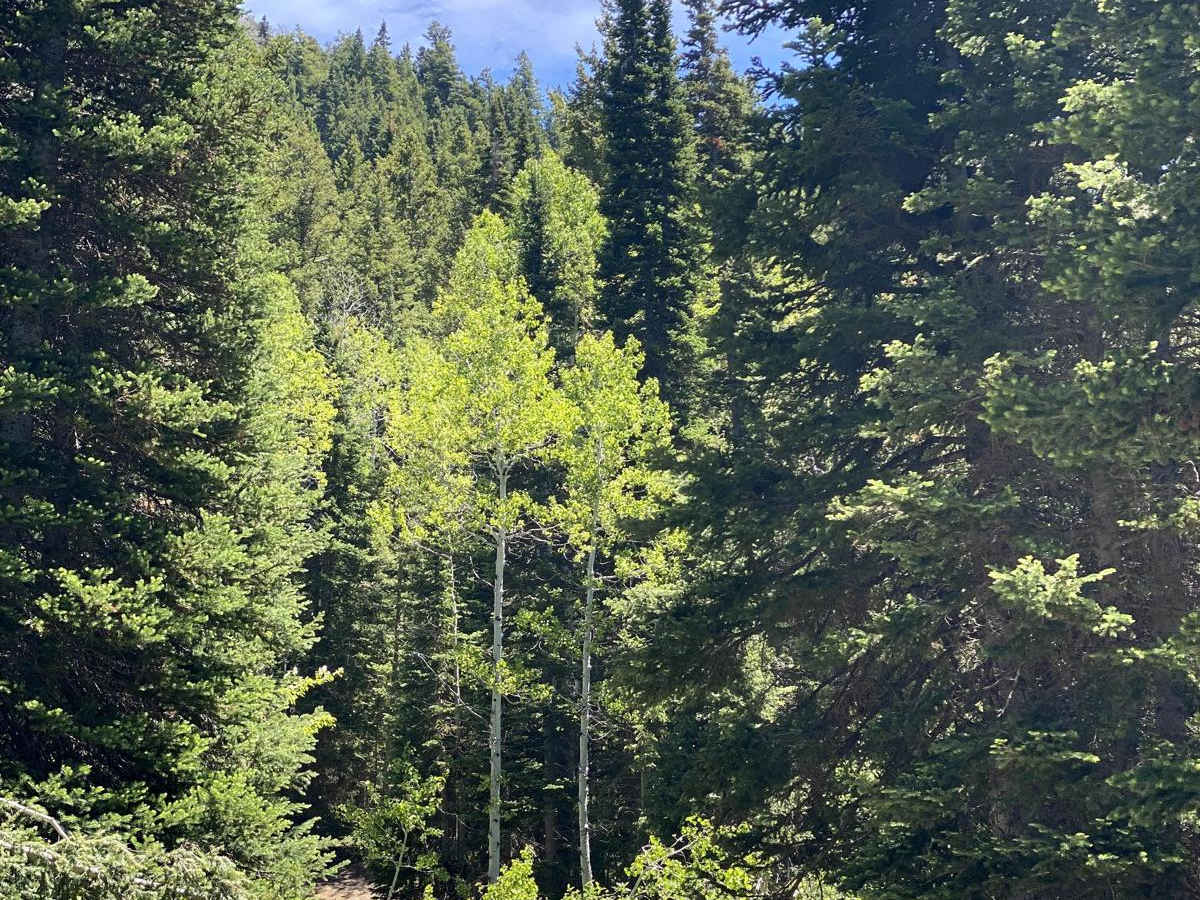 Alta Dry Fork (FR 70198) photo 2