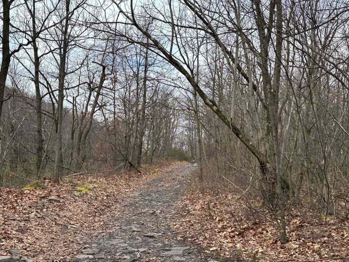 Locust Gap 66 photo 5