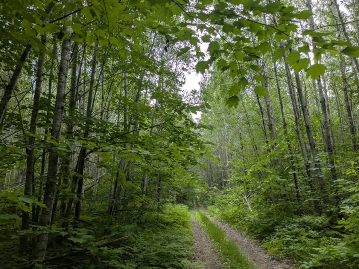 2386 trail photo