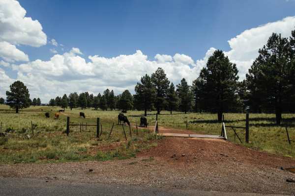 Cow Paradise