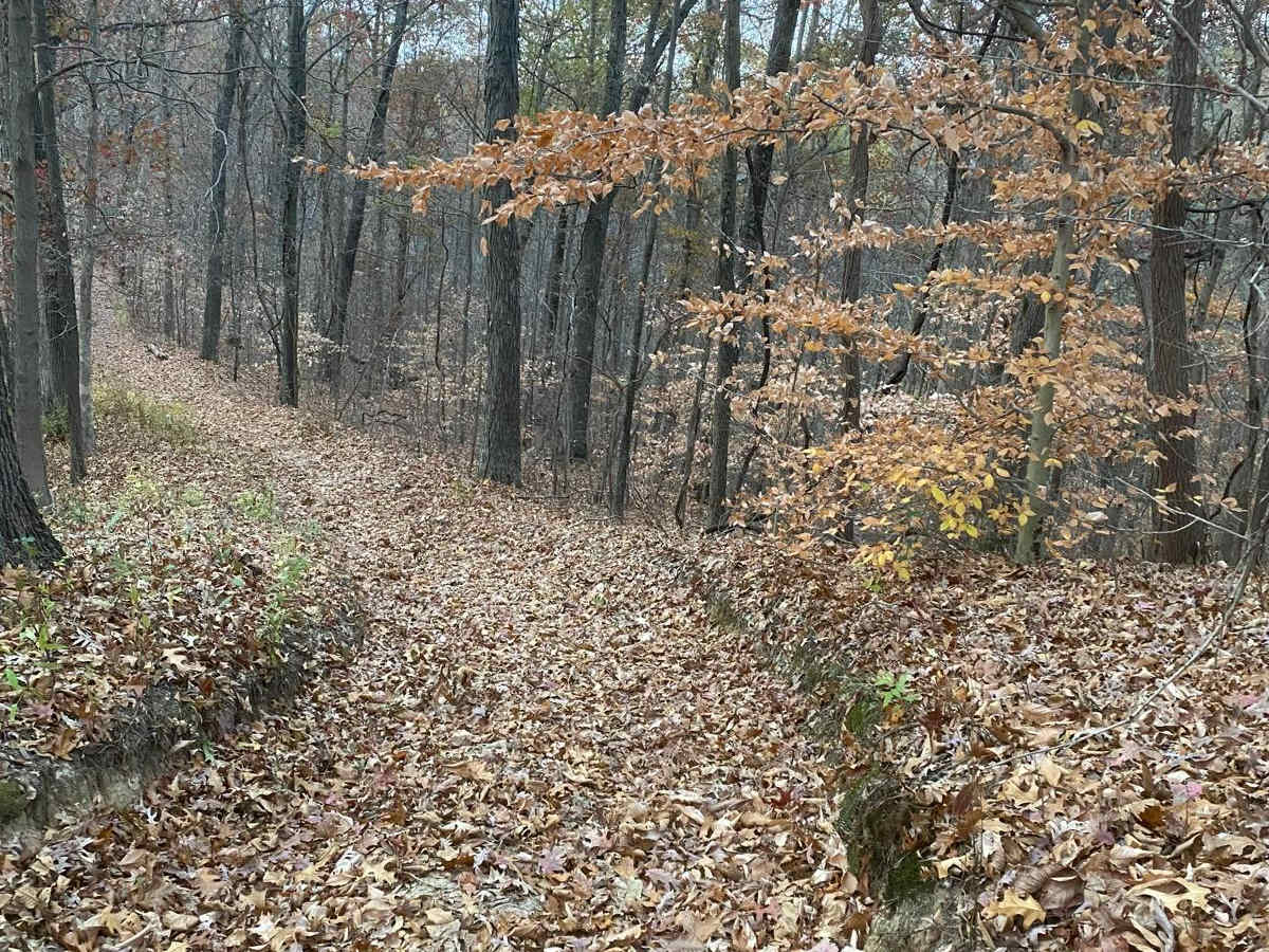 Turkey Trot FSR 627/643 photo 3
