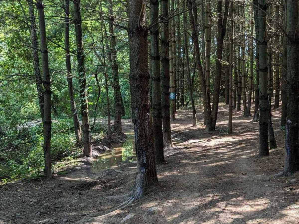 Border Trail Part 2 trail photo