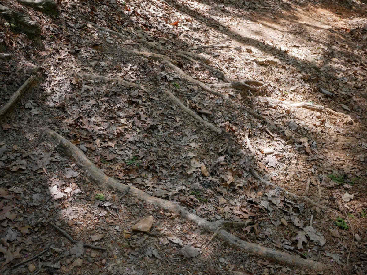 Ridge Top Trail C photo 4