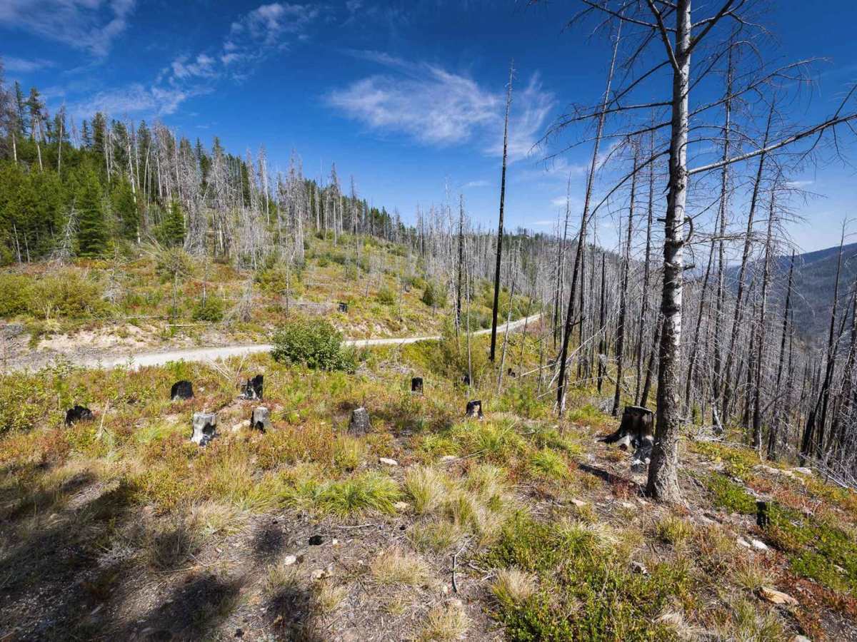 Small Creek FS 4292 photo 3