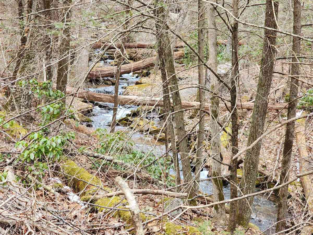 Frederick Watershed photo 5