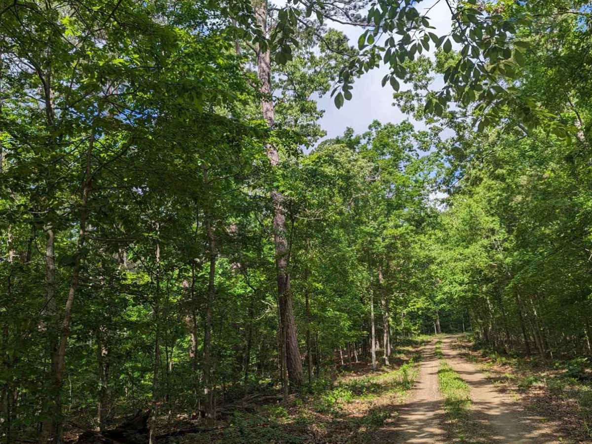 FSR 3136- Brown's Ridge photo 3