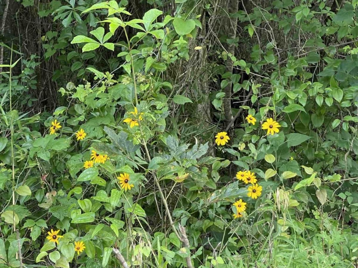 USFS 726 - Phalen Spur photo 3