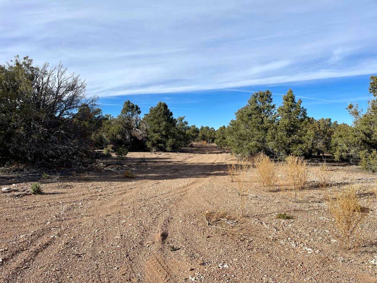 1621C Ruts and Junipers photo 5
