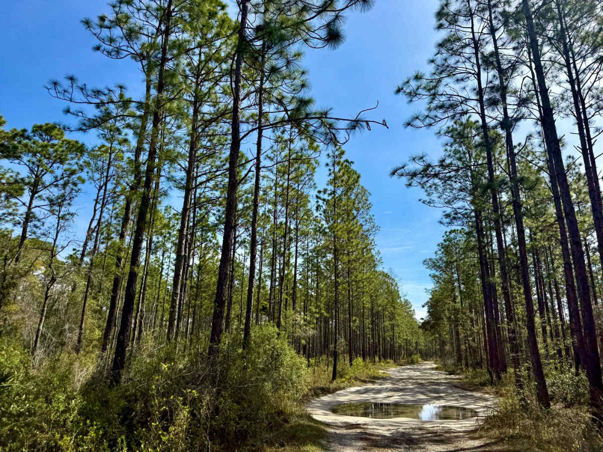 Forest Road 359 photo 4