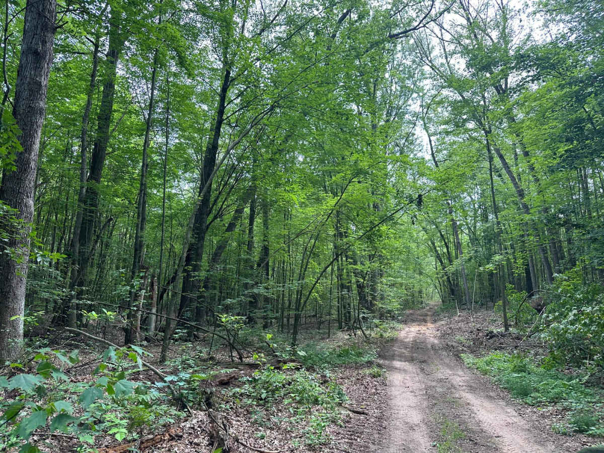 North Youngman Road photo 4