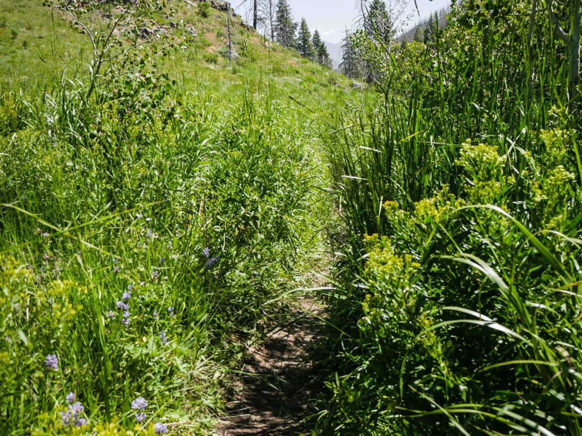 Imperial Gulch photo 4