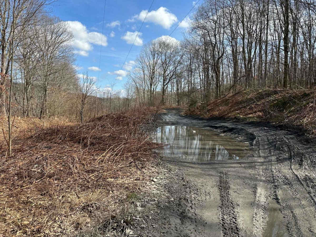Locust Gap 49 photo 3