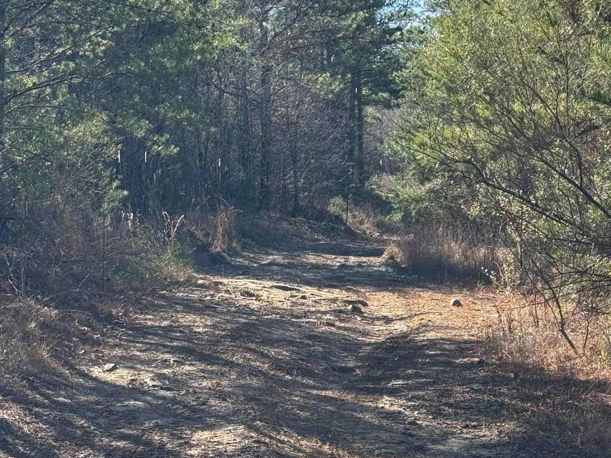 #93 Upper Access trail photo