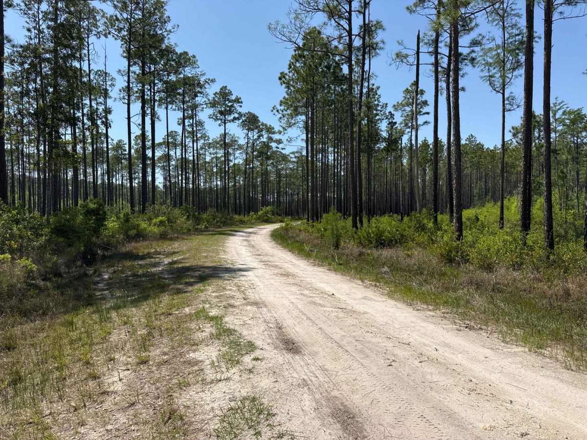 Natural Area - Osceola NF 277 photo 5