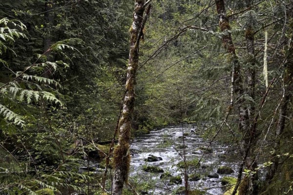 Wildcat/Nisqually Loop Trail