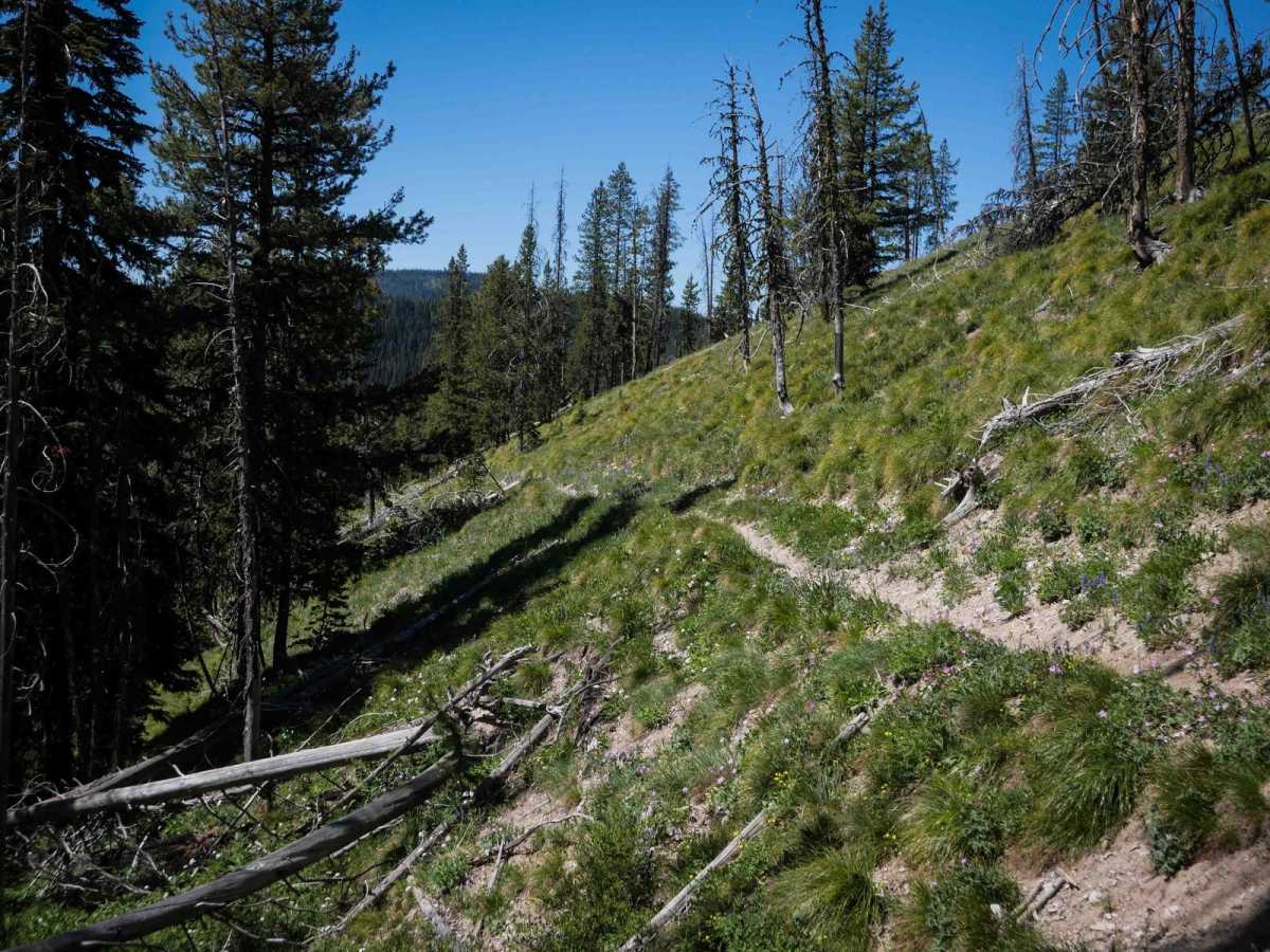 Colter Creek trail photo