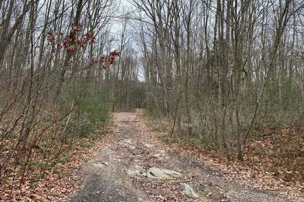 Locust Gap 70