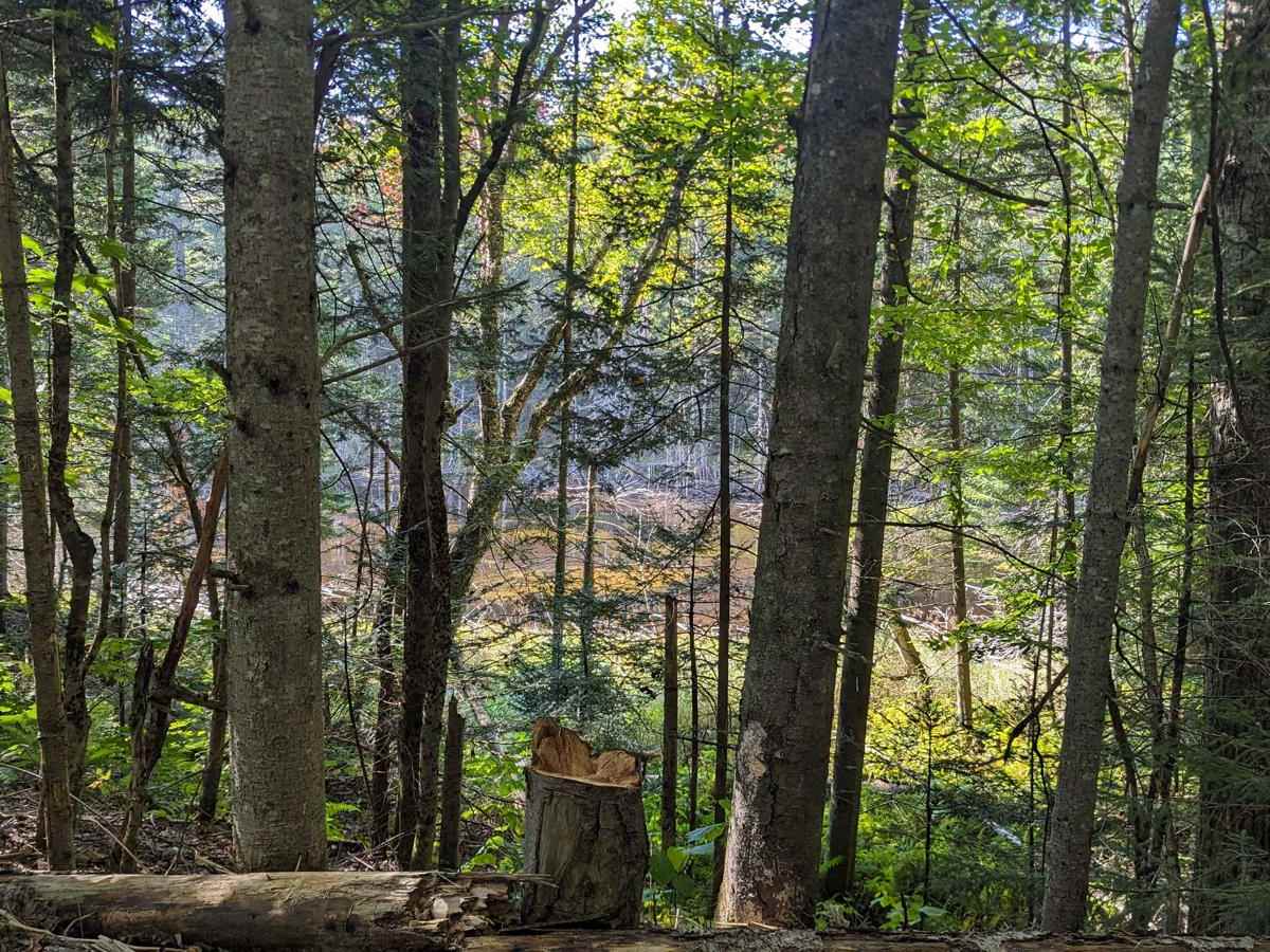 Moose River Plains photo 5