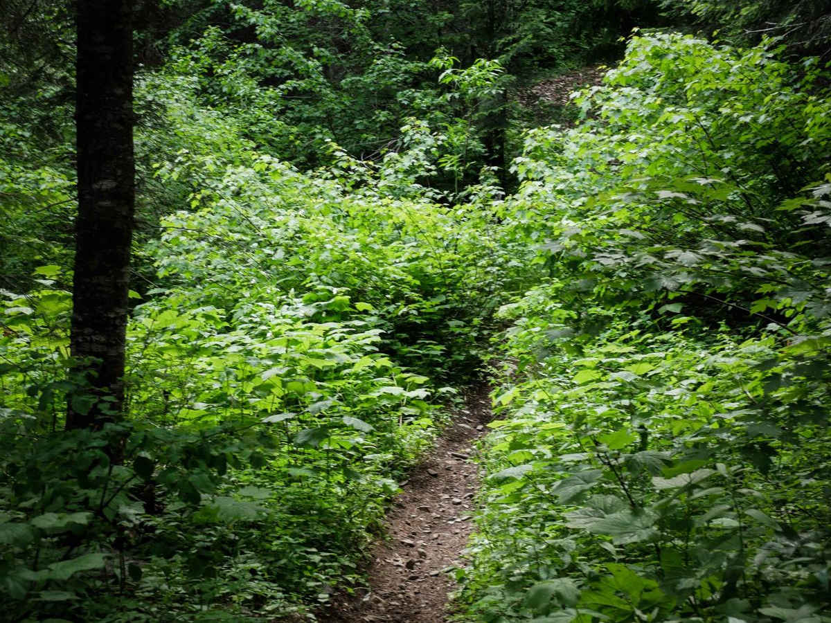 Big Creek photo 6
