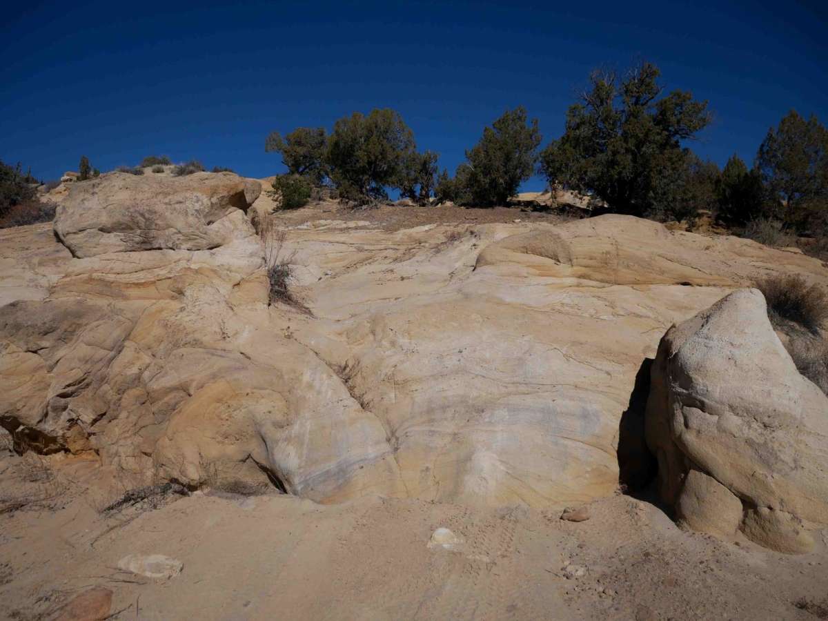 Cobra trail photo