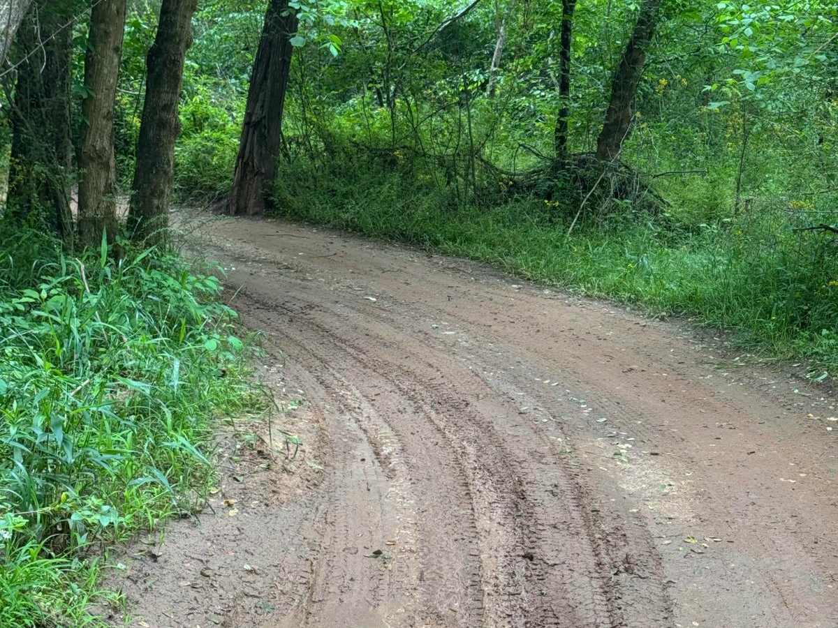 Campsite Road trail photo
