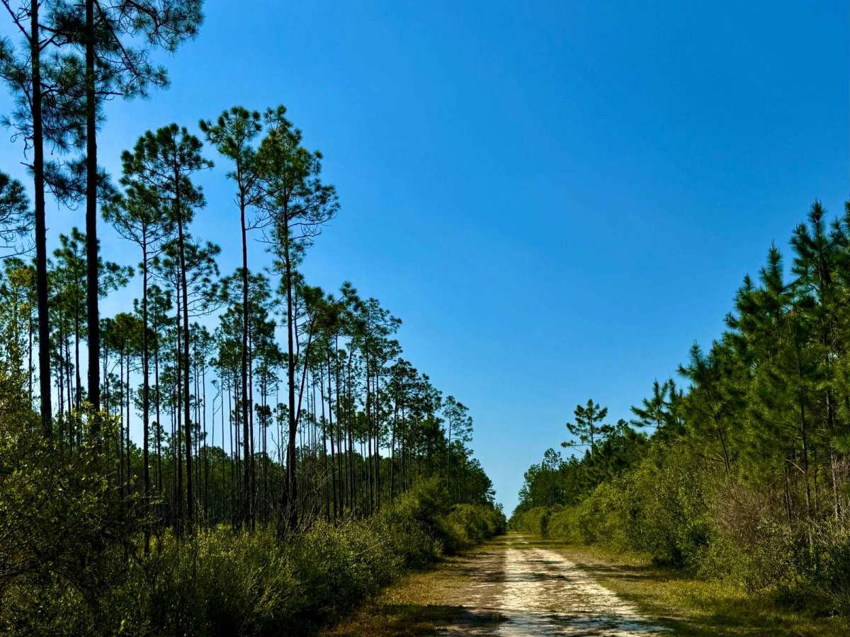 SFR 91 photo 5