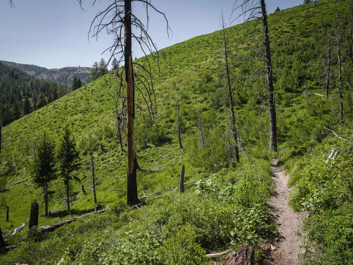 Red Warrior - Lodgepole photo 2