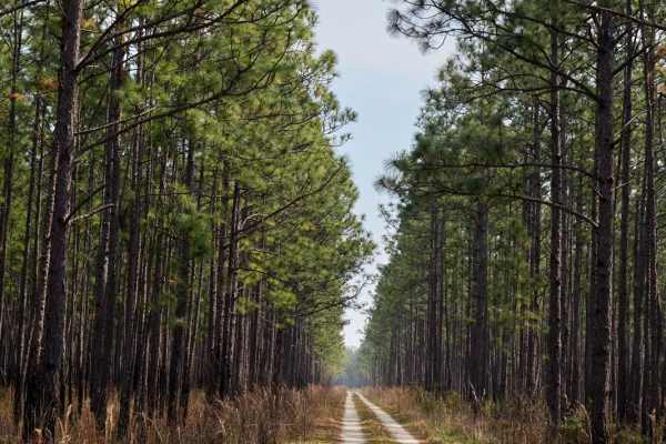 Dog Swamp - FSR265