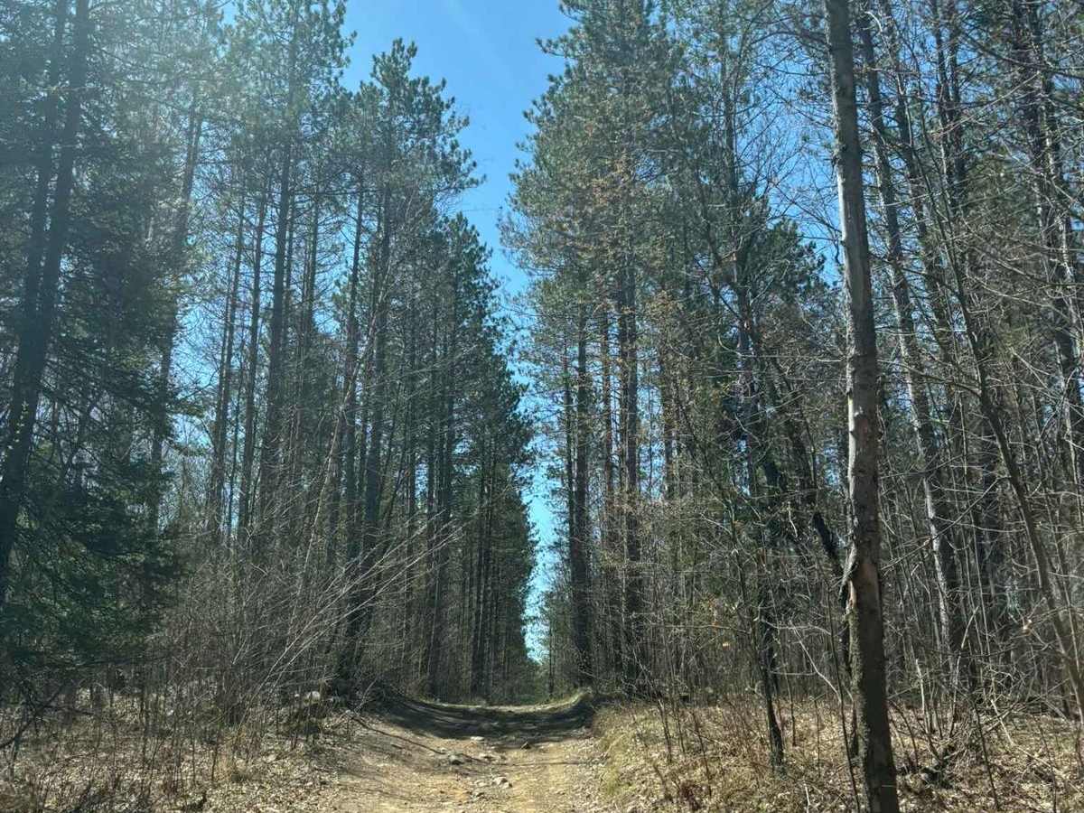 Forest Road 2259 photo 5