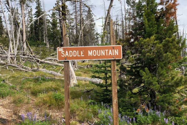Saddle Mountain Trail