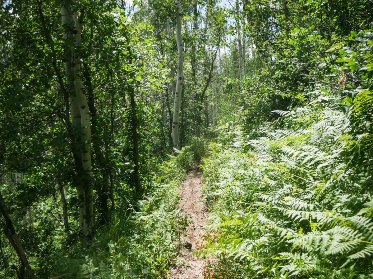 Morrison Trail (Part 1) photo 6