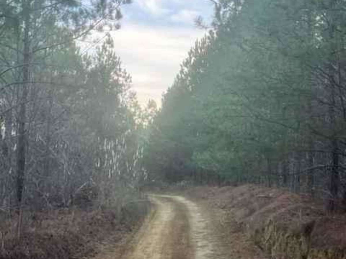 Coalmont Trail 11 Green photo 3