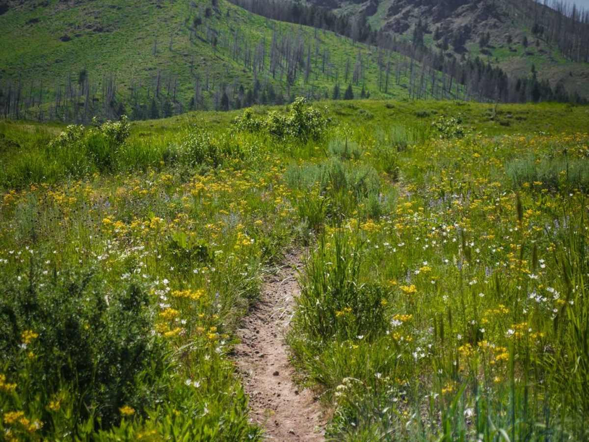 Mahoney Ridge trail photo