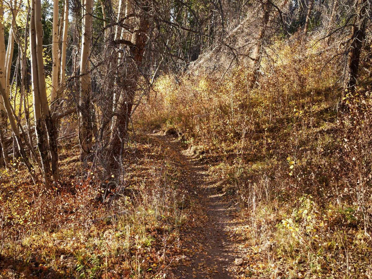 Lucky trail photo