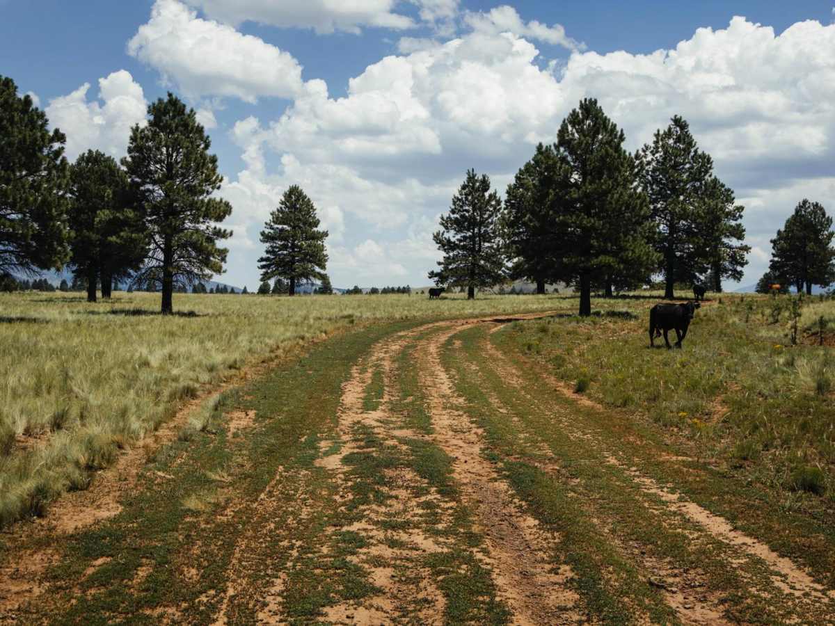 Cow Paradise photo 2