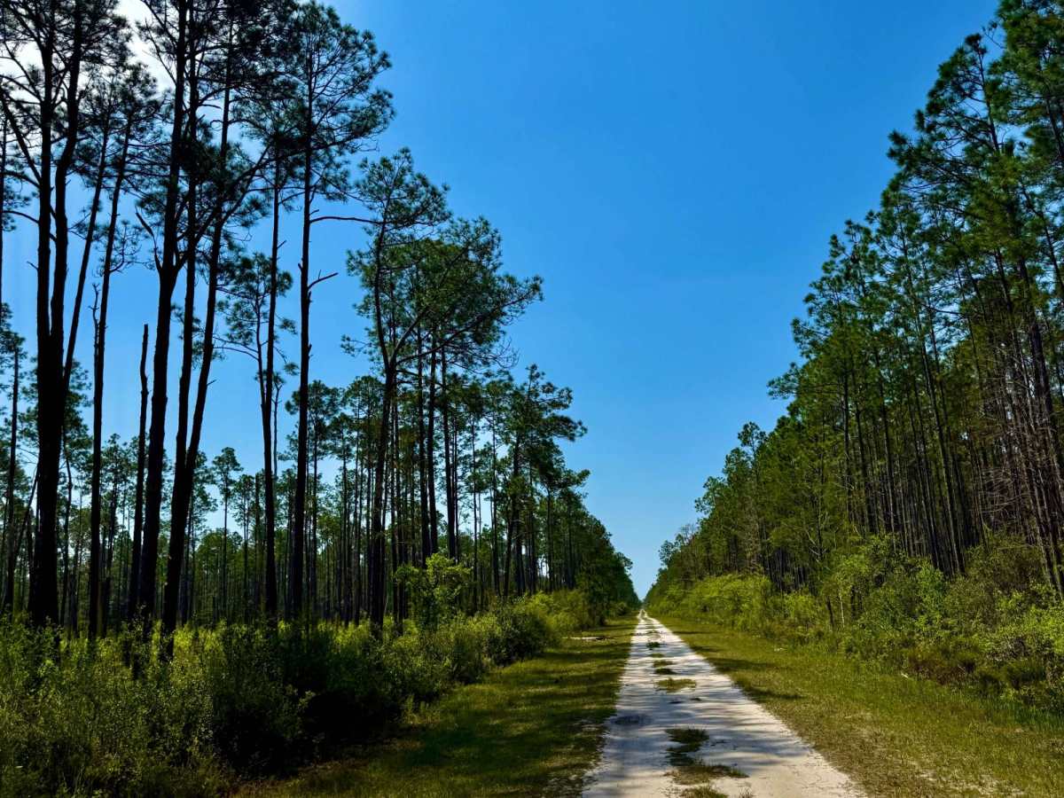Oil Well Road - SFR 29 trail photo