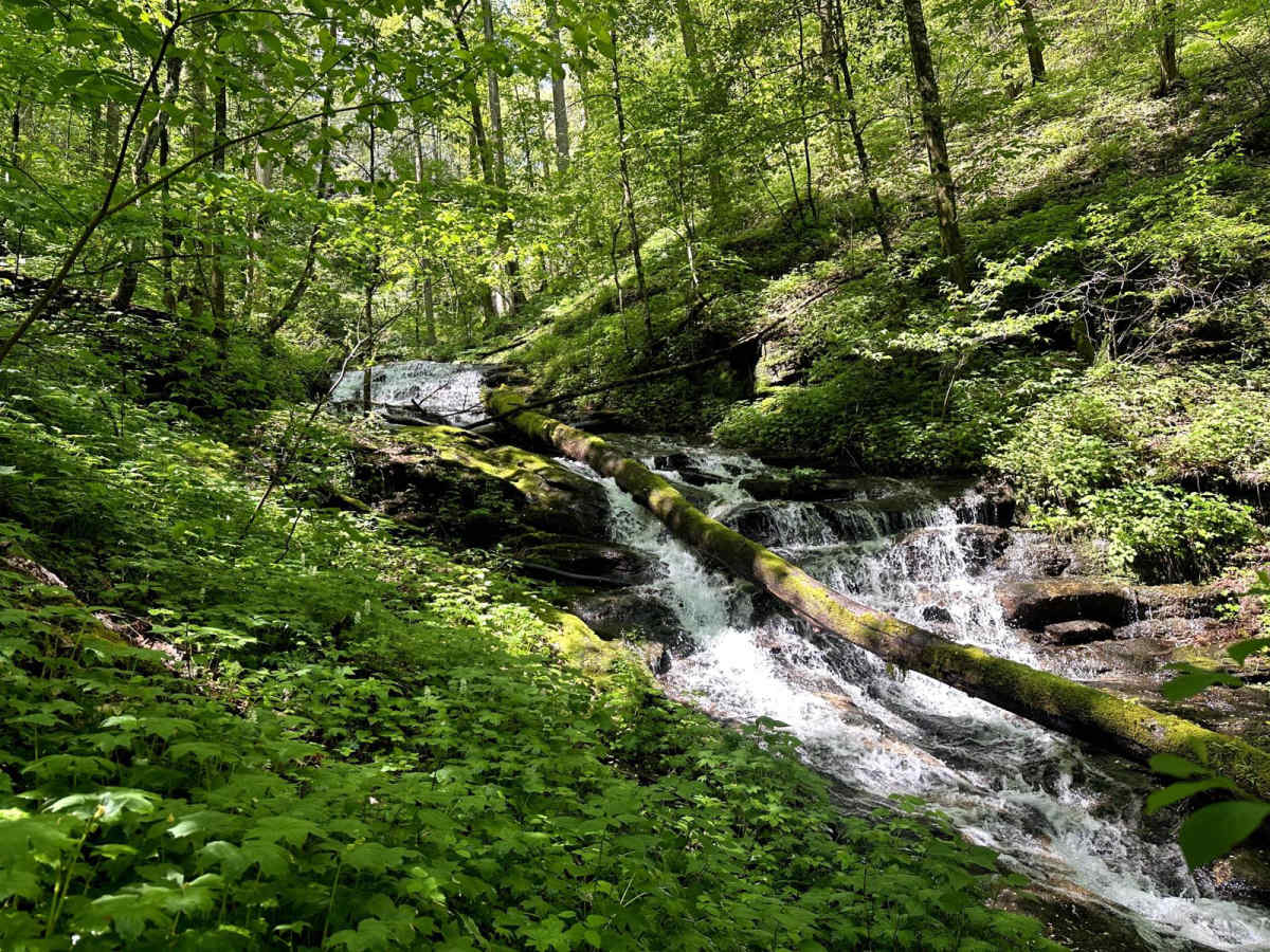 Chattahoochee River Road trail photo