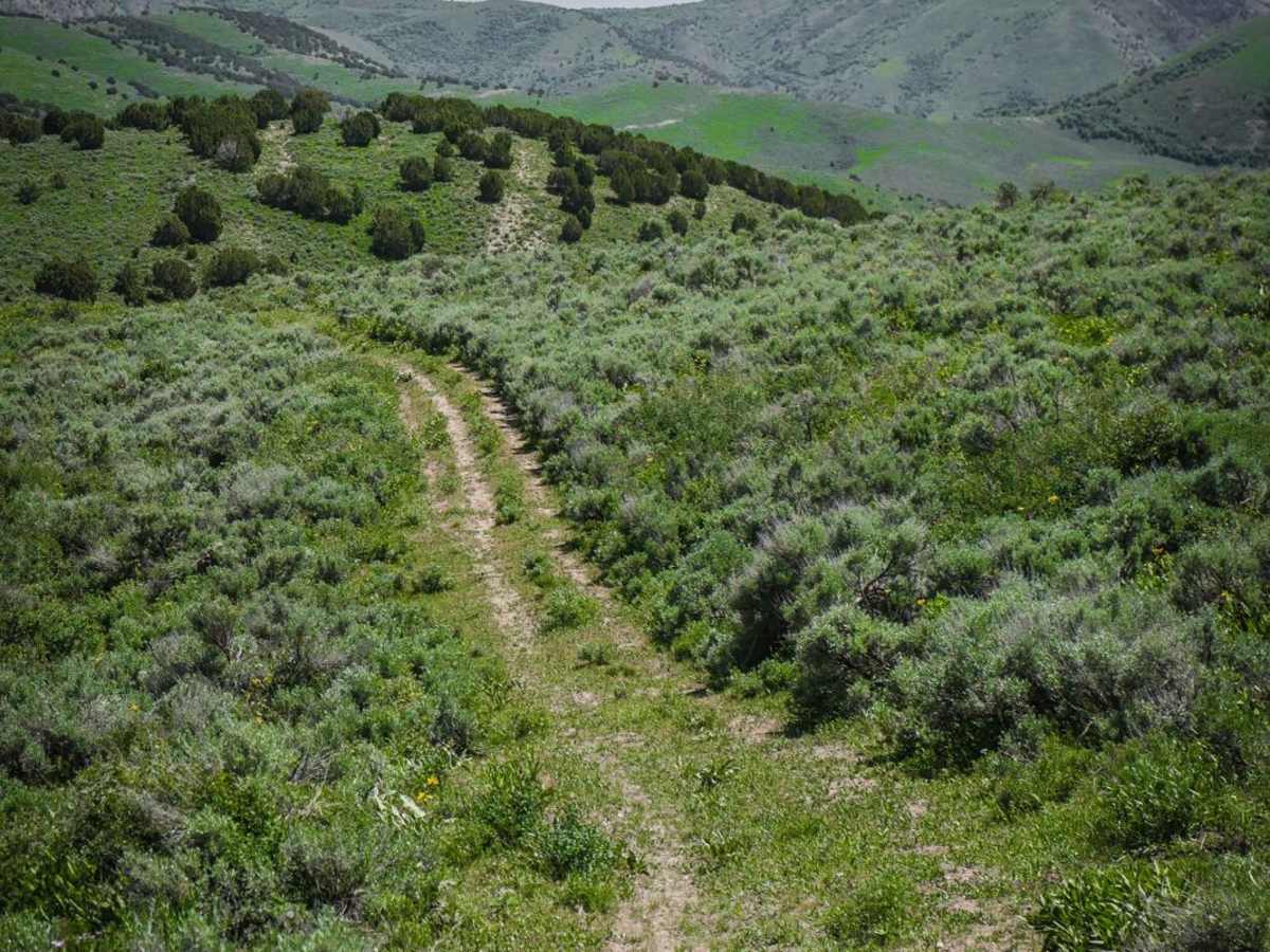 Deep Creek/White Canyon trail photo