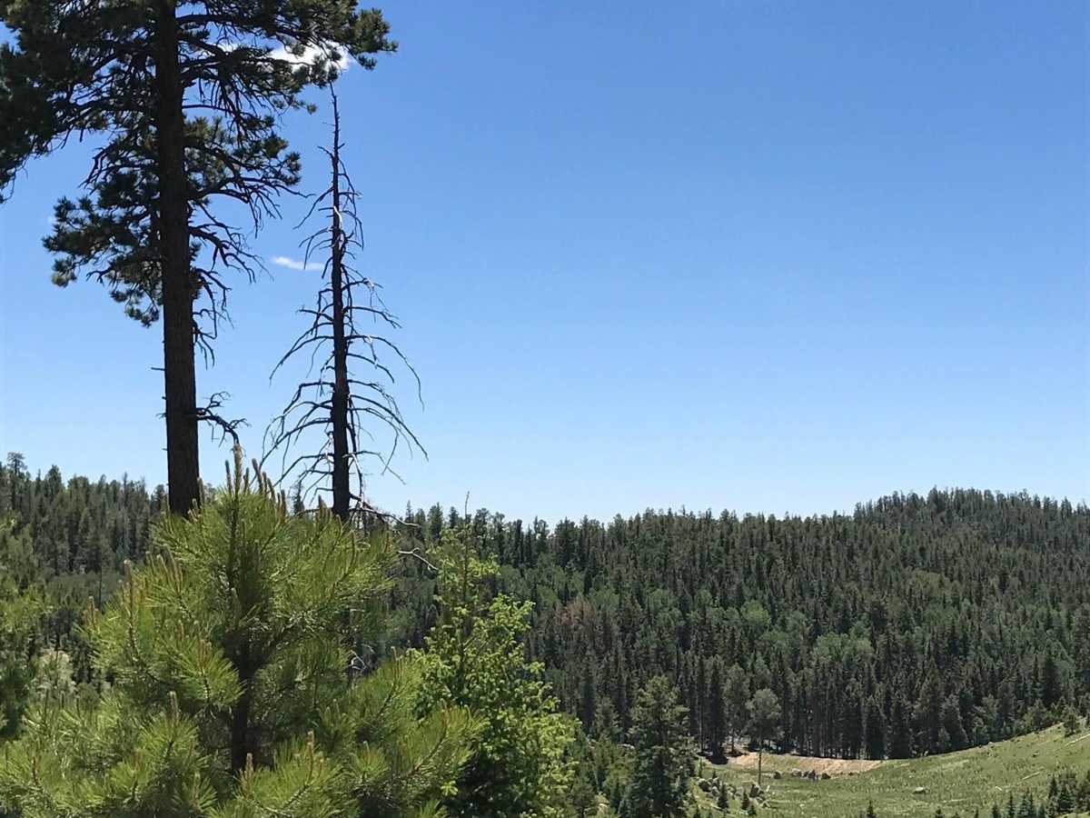 Twin Cabins - FR 527 trail photo