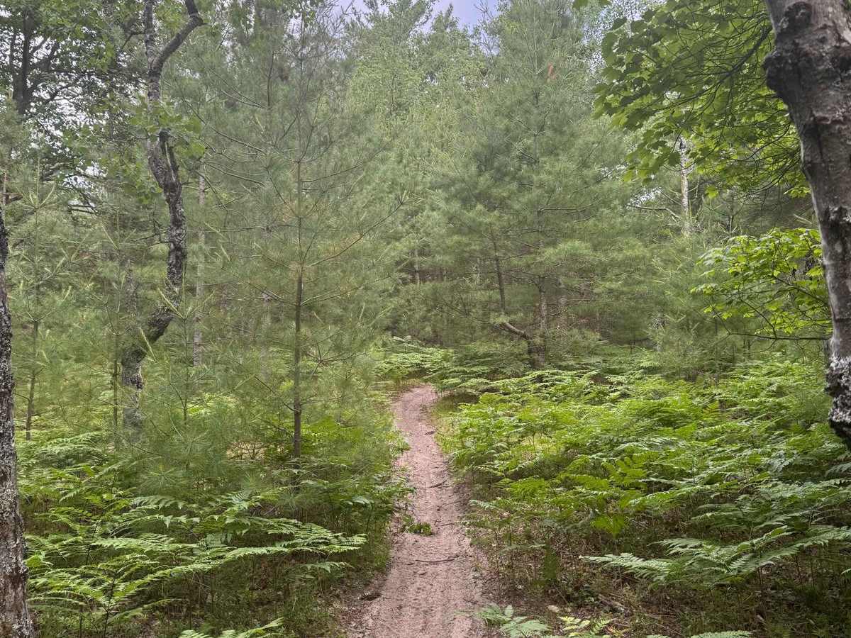North Missaukee Central Singletrack photo 5