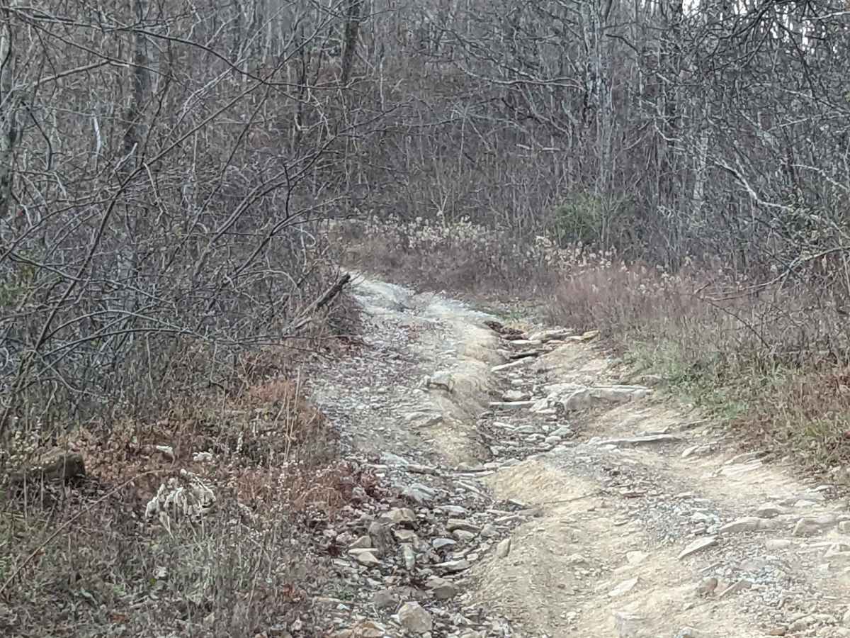 62 photo 4