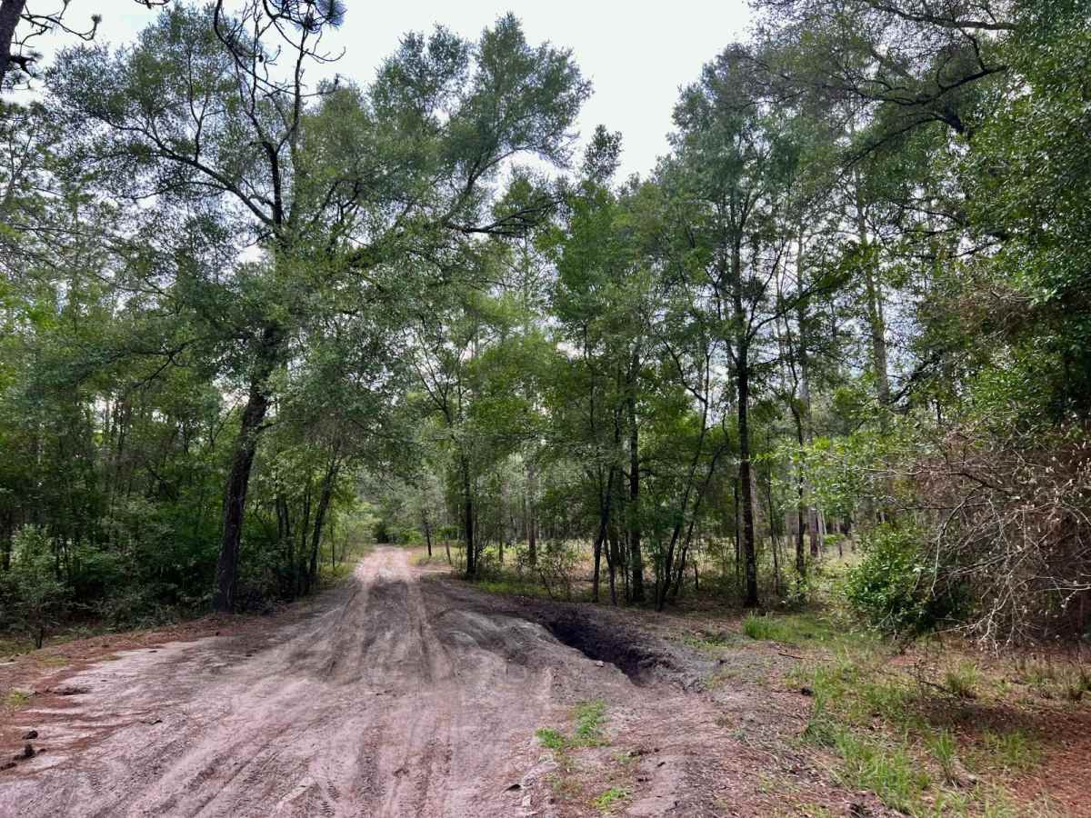 Crooms Wildlife Management | Trail 7 photo 3