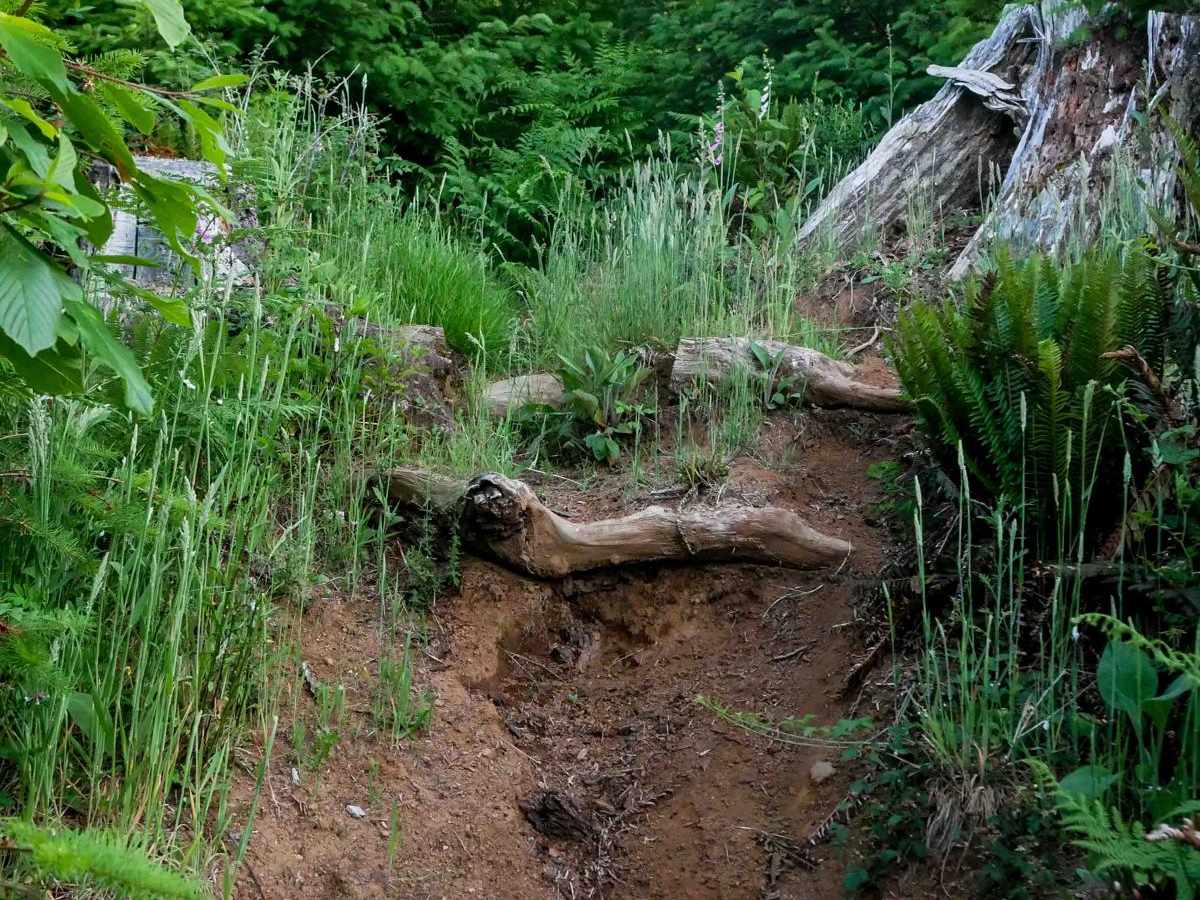 Rogers #36 trail photo