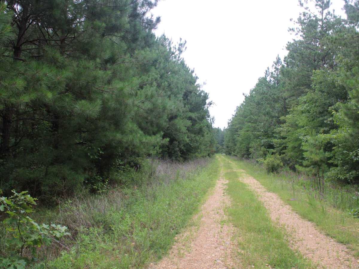 Potlatch Forest photo 5