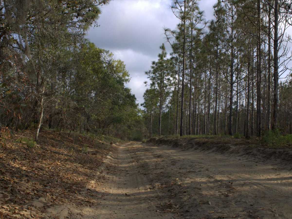 Citrus Wildlife Management | Trail 5 photo 4